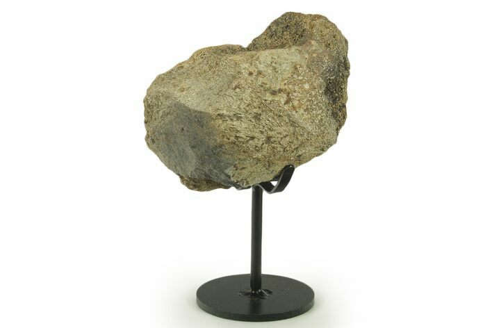 Dinosaur (Triceratops) Frill Shield Section w/ Stand - South Dakota #383112
